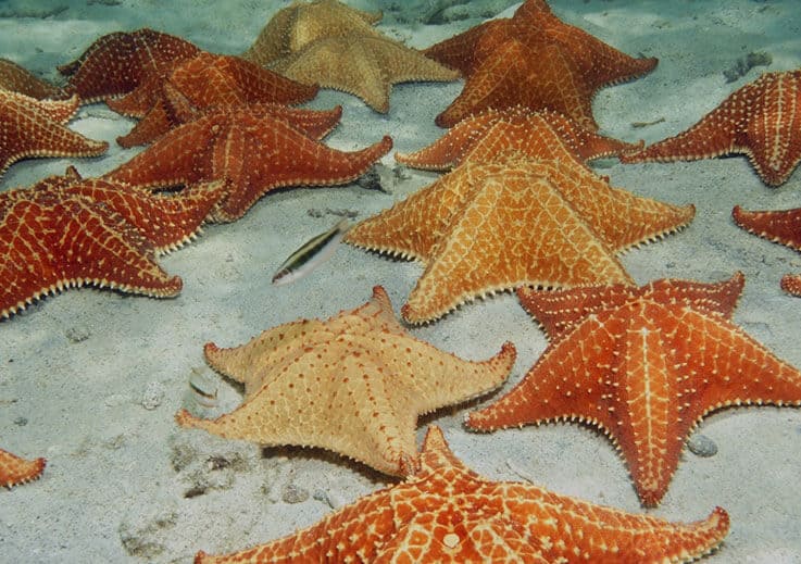 Starfish Point in the Grand Cayman Islands