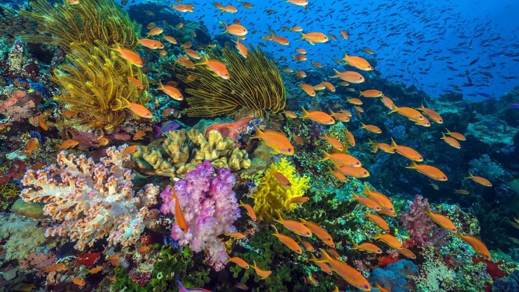 Best Place to Snorkel in Cayman Islands