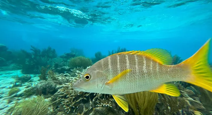 Best Time to Fish in Cayman Islands